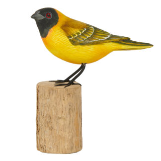 Black-headed Weaver