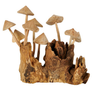 Mushrooms on gamal root