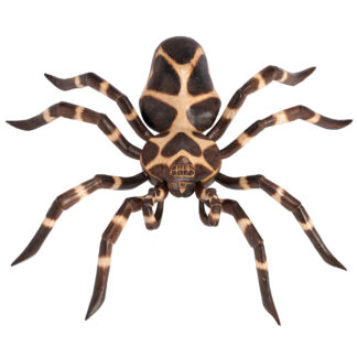 Painted tarantula - medium