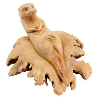 Parasite otter bathing on a rock