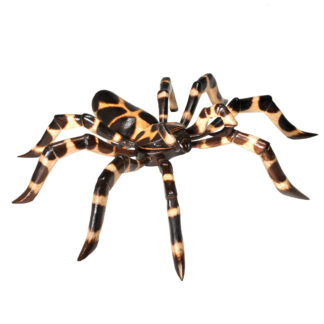 Painted tarantula - small