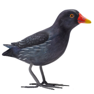 BUY 2 GET 1 FREE! Moorhen (20cm)