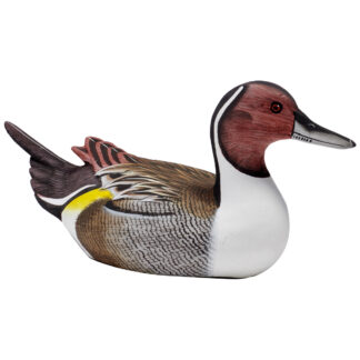 Pintail Duck