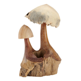 Root parasite mushroom