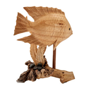 Angelfish in coral with stones on parasite base