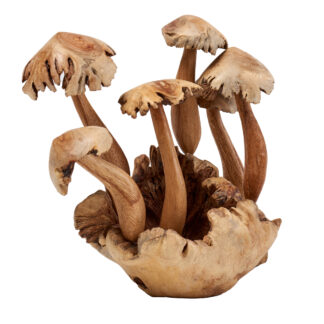 Six mushrooms with parasite caps on parasite base