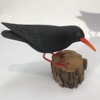 Chough