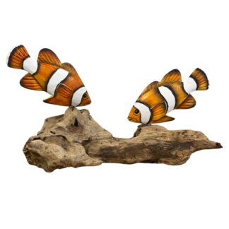 Two clown fish on root