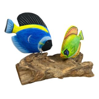 Two tropical fish on root