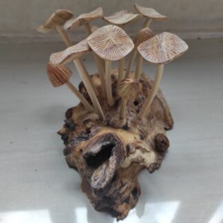 Eleven mushrooms on root