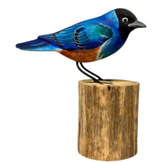 Superb Starling