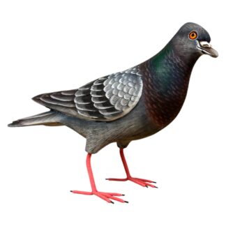Rock pigeon